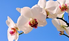 开云体育APP下载-当终结者遇上接管者，土耳其铁腕与库尔图瓦神迹背后的胜负哲学